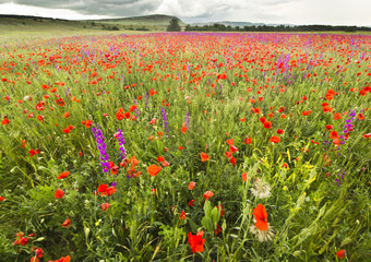 purple and red poppy field in mountains