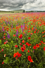 Obraz premium purple and red poppy field in mountains