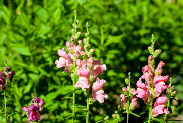 Garden flower with soft pink petals