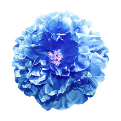 Fototapeta premium Blue peony (toned)