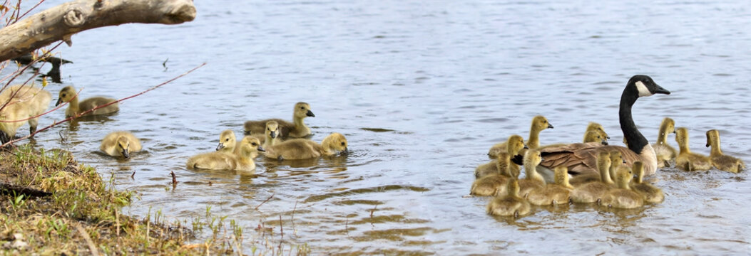 petite famille