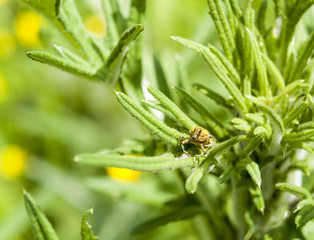 snout beetle in leavy back