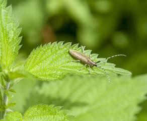 golden-bloomed grey longhorn beetle