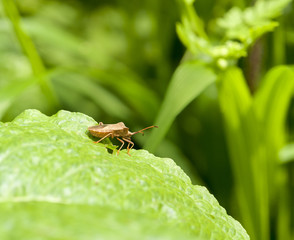 bown shield bug