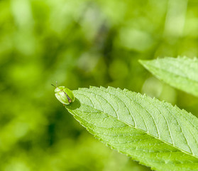 green tortoise beetle