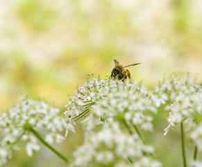 bee on flower