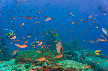 Fototapeta na wymiar Fish with coral reef underwater life