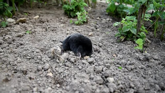 Mole on dirt in the garden. Mole - Talpa europaea
