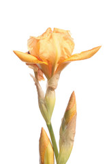 Fototapeta premium Pale orange iris isolated on white background