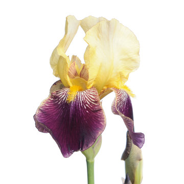 White and violet iris isolated on white background