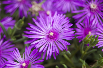 Obraz premium Macro Violet Flowers on Blur background Central Position