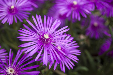 Obraz premium Macro Violet Flowers on Blur background
