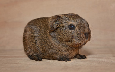 junges Meerschweinchen