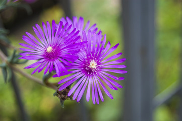 Macro Violet Flowers on left