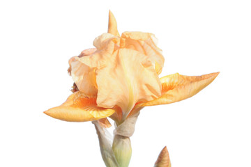 Fototapeta premium Pale orange iris isolated on white background