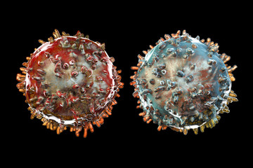 B- and T-lymphocytes. Immune cells isolated on black background. 3D illustration