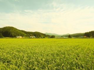 夏の田園