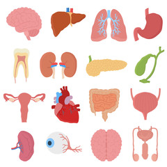 Internal organs vector illustration.