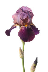 Violet iris isolated on white background