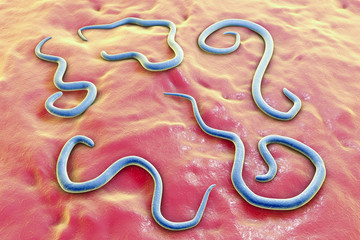 Helminths Toxocara canis (dog roundworms), the cause of toxocariasis in man, an infestation transmitted from material contaminated by eggs in dogs feces. 3D illustration of a first larval stage