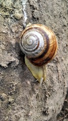 snail after rain