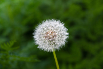 Dandelion on background of green grass