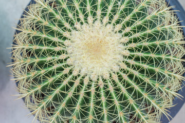 Close up of globe shaped cactus