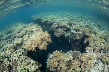 Fototapeta na wymiar Crevice in Shallow Raja Ampat Coral Reef