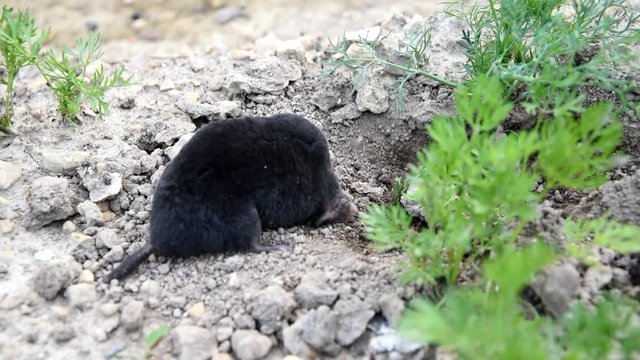 Mole on dirt in the garden. Mole - Talpa europaea