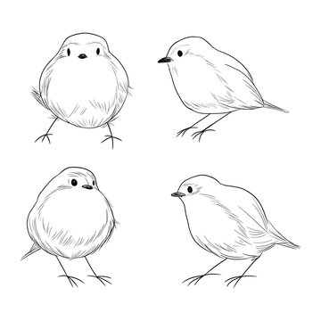 Hand drawn line art set of cute different Robin birds