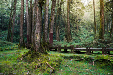 A wood path in Alishan National Scenic Area