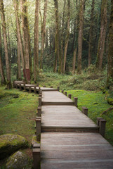 A wood path in Alishan National Scenic Area, Chiayi Province, Ta