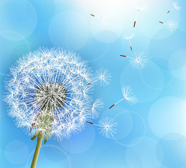 Naklejka premium Kwiat mniszka lekarskiego na jasnoniebieskim tle