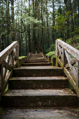 Fototapeta premium A wood path in Alishan National Scenic Area