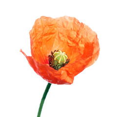 Red poppy flower (Papaver rhoeas) isolated on white background