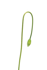 Bud of poppy isolated on white background