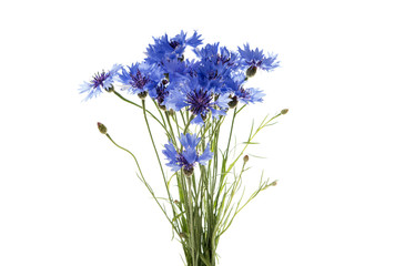 bouquet of cornflowers