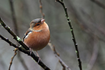 Chaffinch, male in winter, Stithians Resrervoir, Cornwall, England, UK.