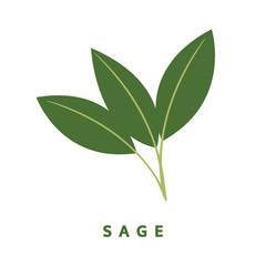 sage herb, food vector illustration, isolated logo - 112537531
