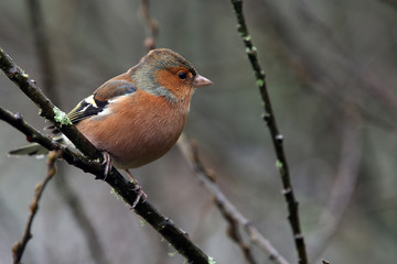 Chaffinch, male in winter, Stithians Resrervoir, Cornwall, England, UK.