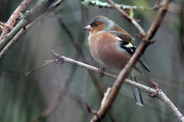 Chaffinch, male in winter, Stithians Resrervoir, Cornwall, England, UK.