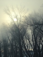 Frosty fog. Trees without foliage. Winter.