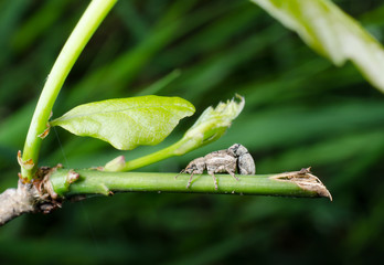Rüsselkäfer seeehr beschäftigt