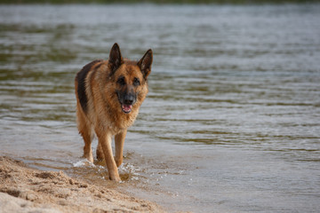Portrait of a dog German shepherd on the nature on the banks of the river