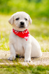 Labrador retriever puppy in the yard