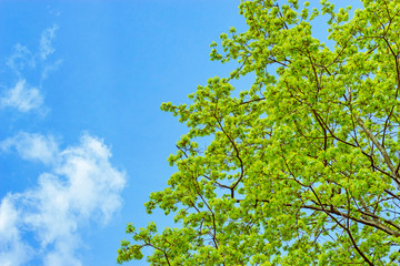 branches with spring leaves