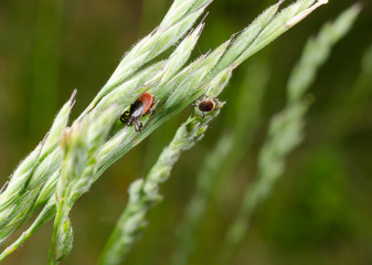 Zecken, Wildgräser