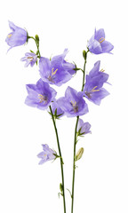 Obraz na płótnie Canvas blue bell flower