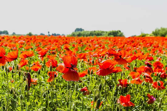 Cultivation of poppies.