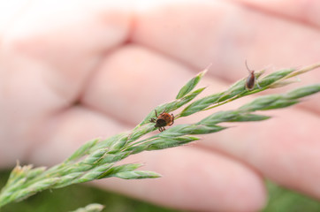 Zecken, sehr aktiv im Gras